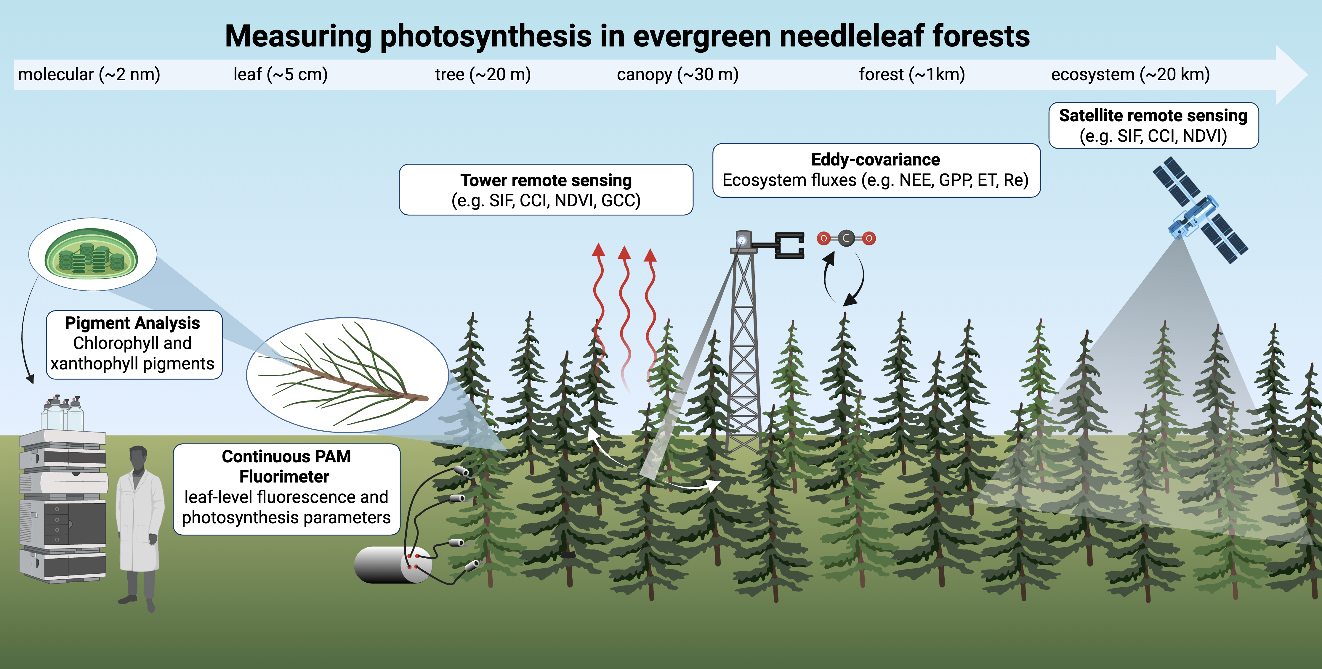 Diagram of methods for measuring evergreen needleleaf forest photosynthesis from molecular to ecosystem scale