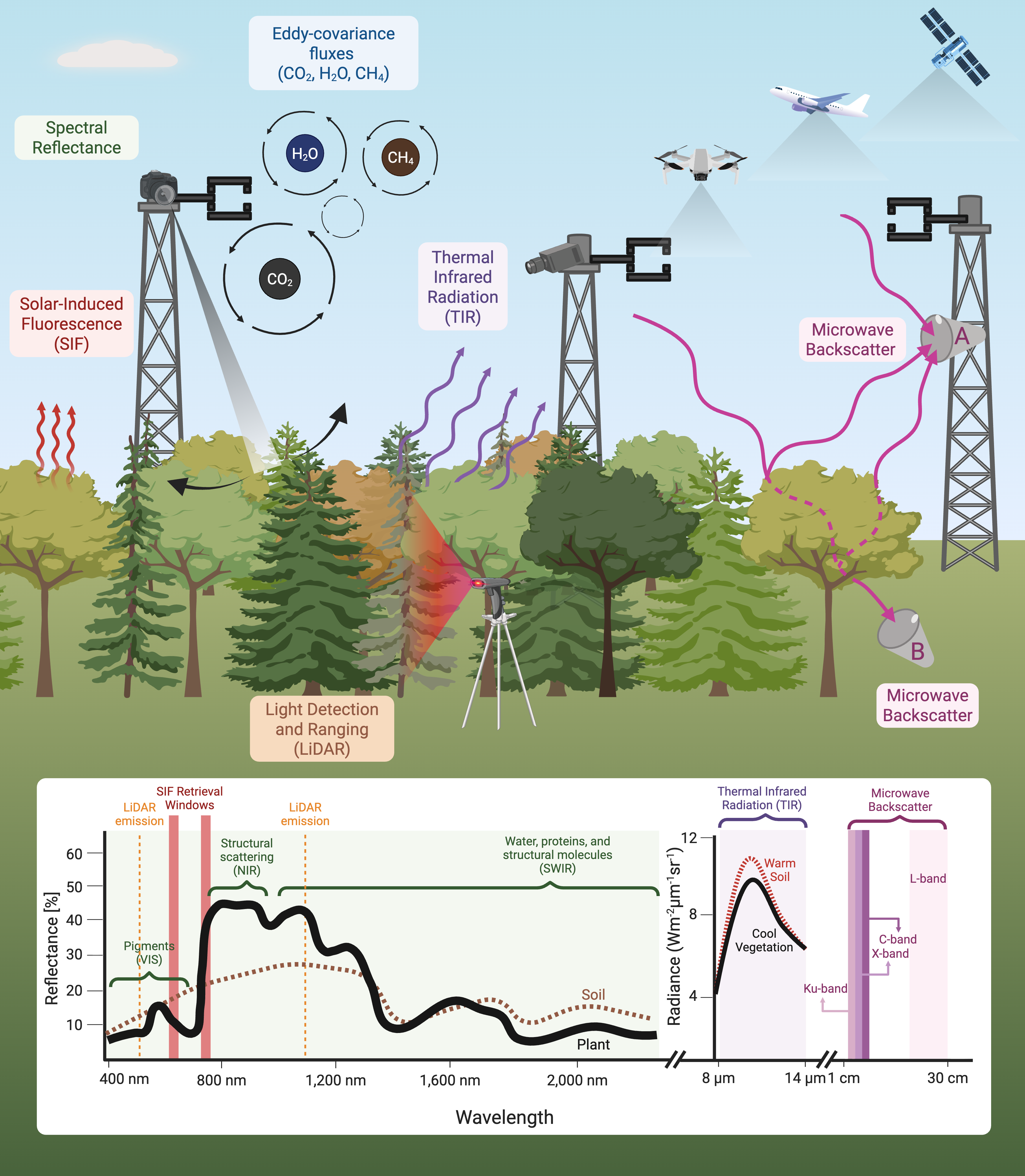 Overview diagram of proximal remote sensing instruments mounted on a flux tower