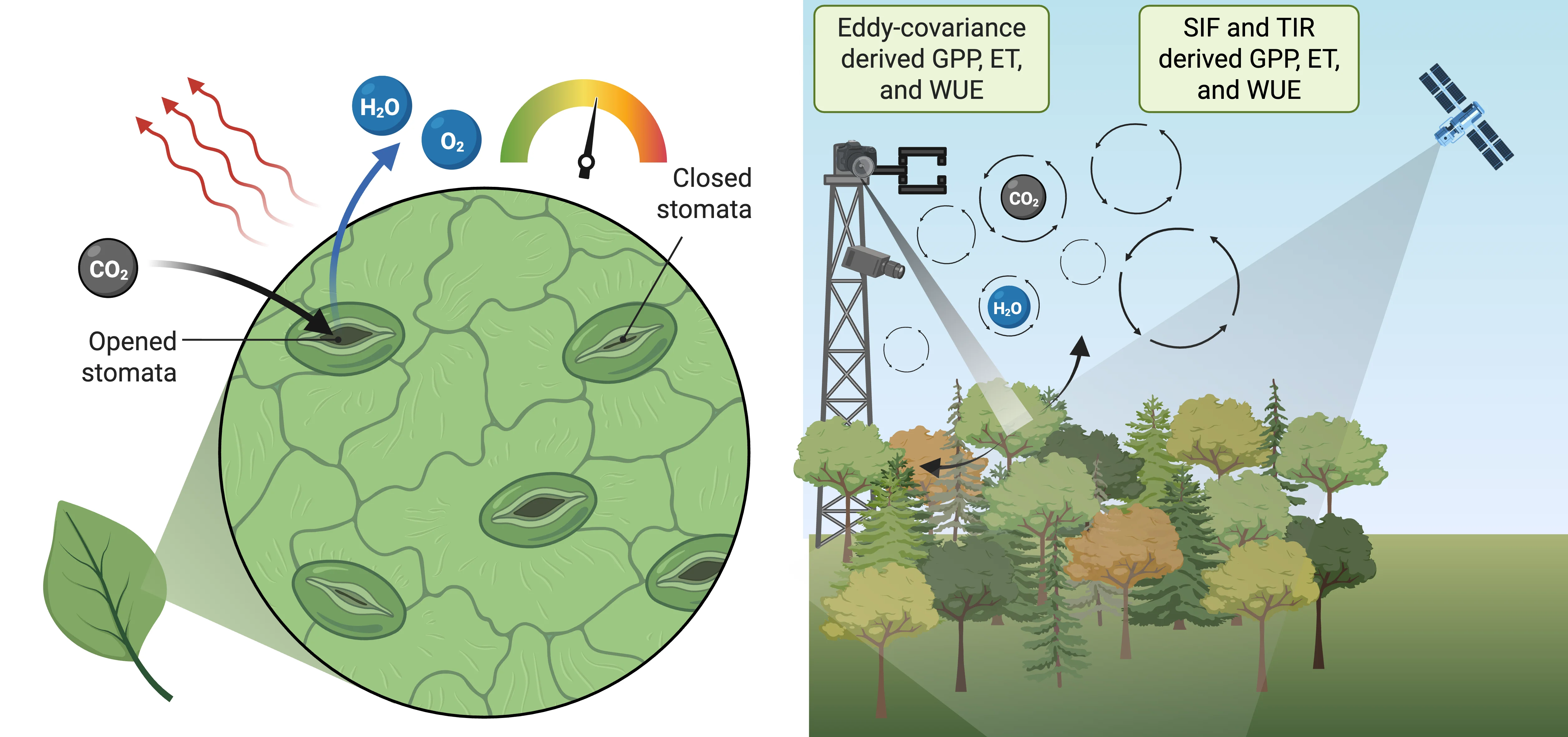 Diagram of stomatal conductance controlling CO2, H2O, and O2 exchange at the leaf scale, linked to tower- and satellite-derived GPP, ET, and WUE at the ecosystem scale